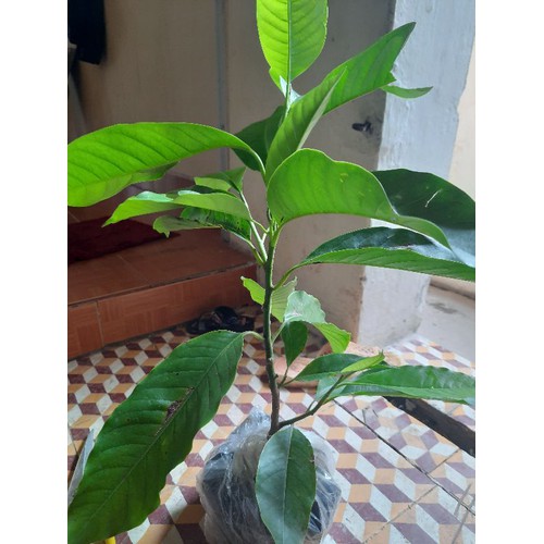 CÂY HOA NGỌC LAN TRẮNG