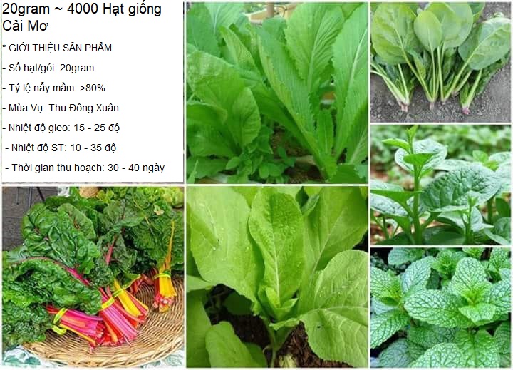 20gram ~ 4000 Hạt giống Cải Mơ STT0003