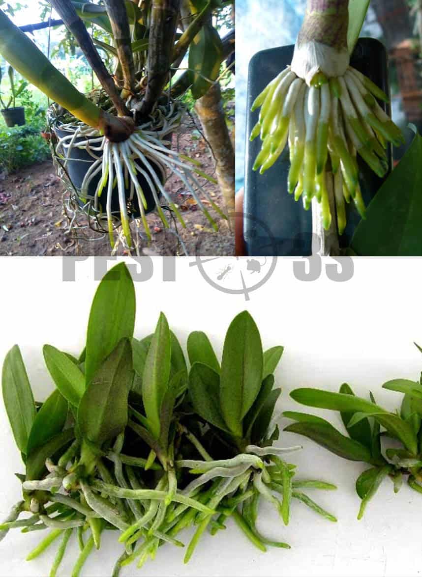 Phân bón kích rễ N3M 100gram