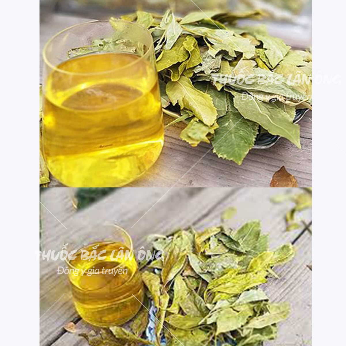 Chè dung 500g, trà dung khô, thơm, sạch - Lãn Ông