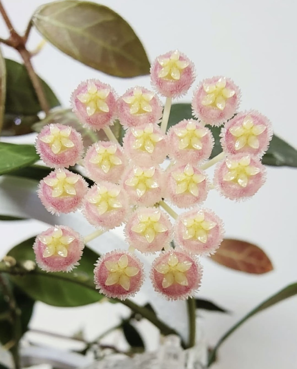 Cẩm cù Hoya Rebecca: Lá đẹp, hoa thơm