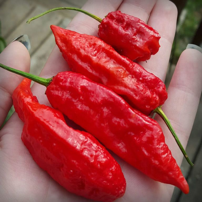 Hạt ớt giống - Bhut Jolokia Red (Ghost Red) (5 hạt)
