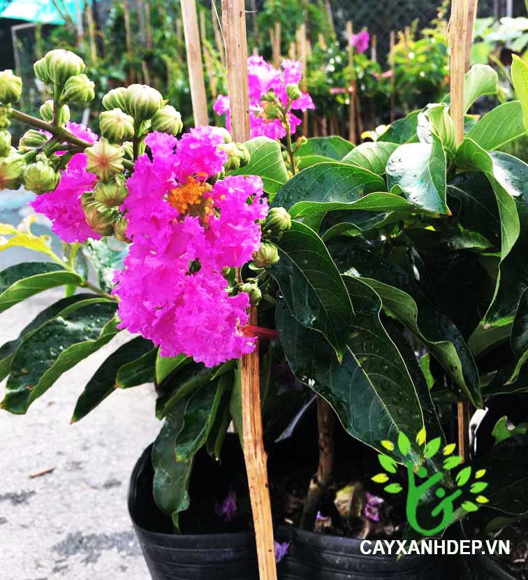 cây giống hoa bằng lăng tím cao 50-70cm
