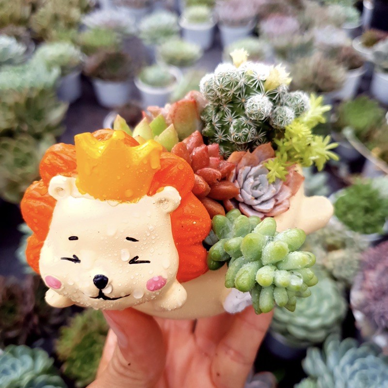 CHẬU SƯ TỬ 🦁 SIÊU XINH 🍖 LỖI 1 ĐỔI 1