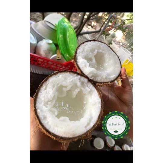 Dừa Sáp Sệt, Cơm vừa Nước Sệt (1_1.3kg)