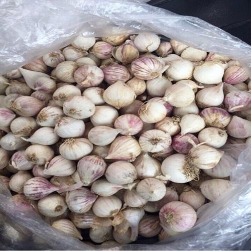 Tỏi cô đơn Phan Rang loại 1(1,5kg)
