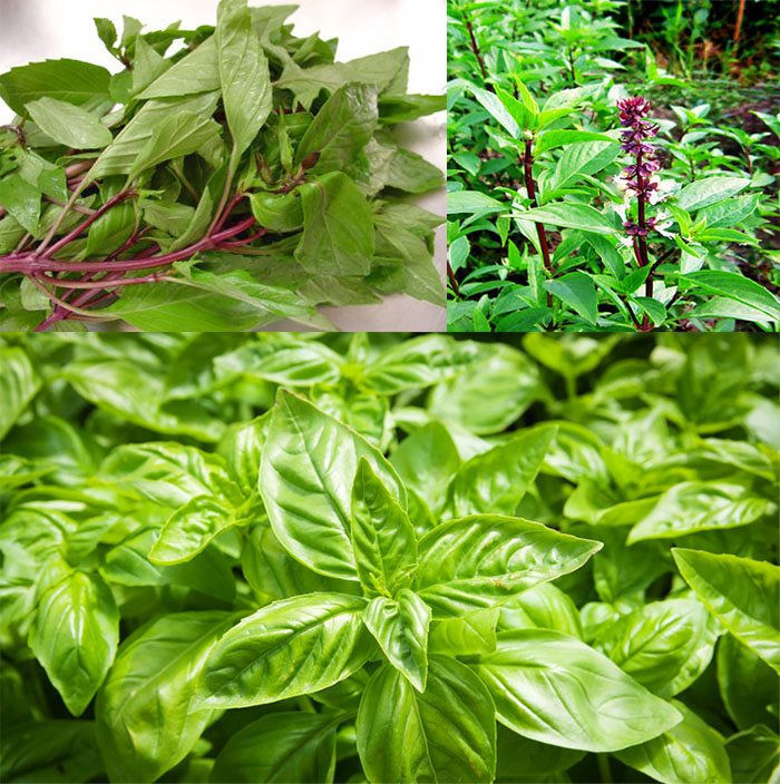 5GR_HẠT GIỐNG RAU HÚNG QUẾ (SIÊU DỄ TRỒNG)