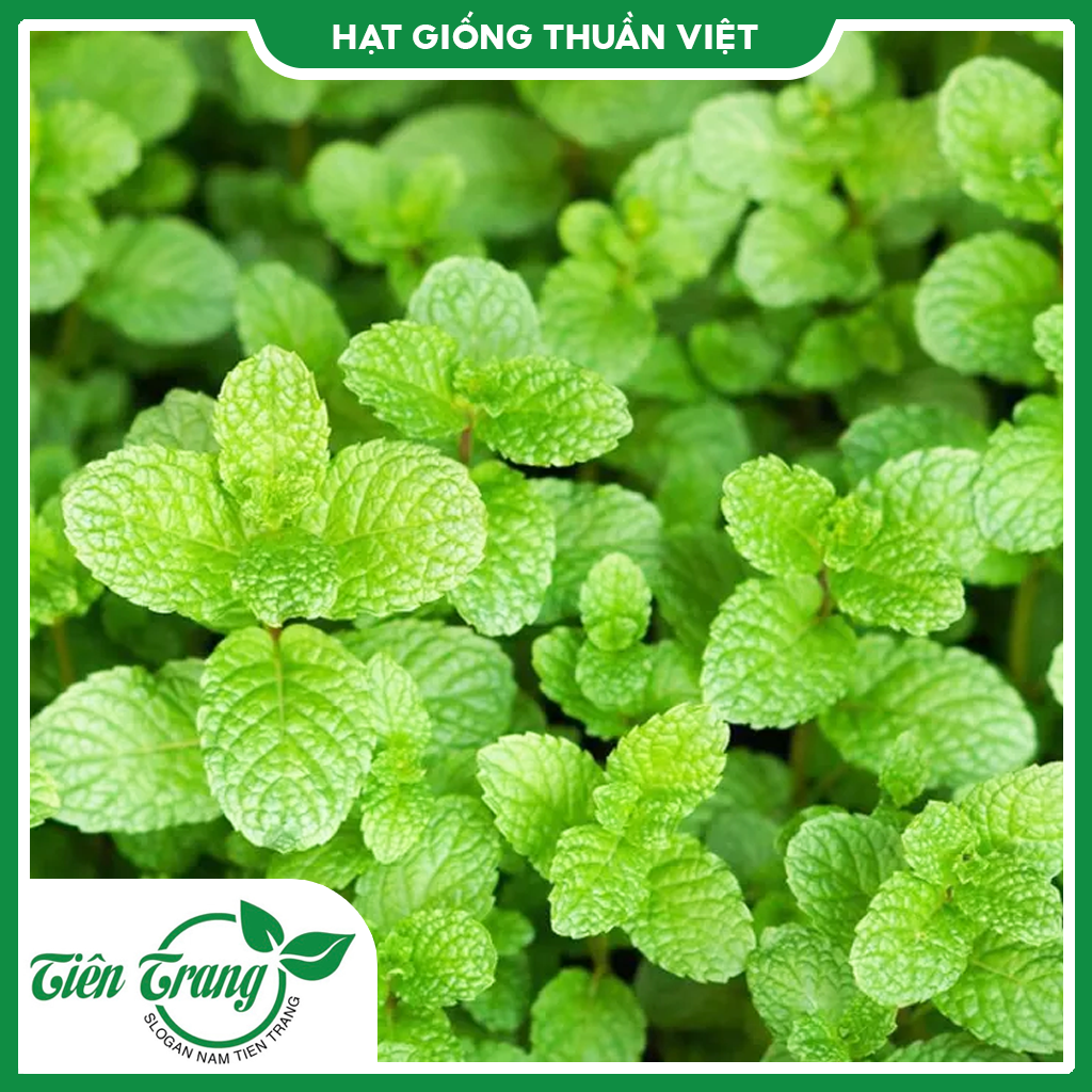 Hạt giống rau Húng Lũi TN