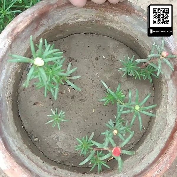 Hạt giống hoa mười giờ mix nhiều màu