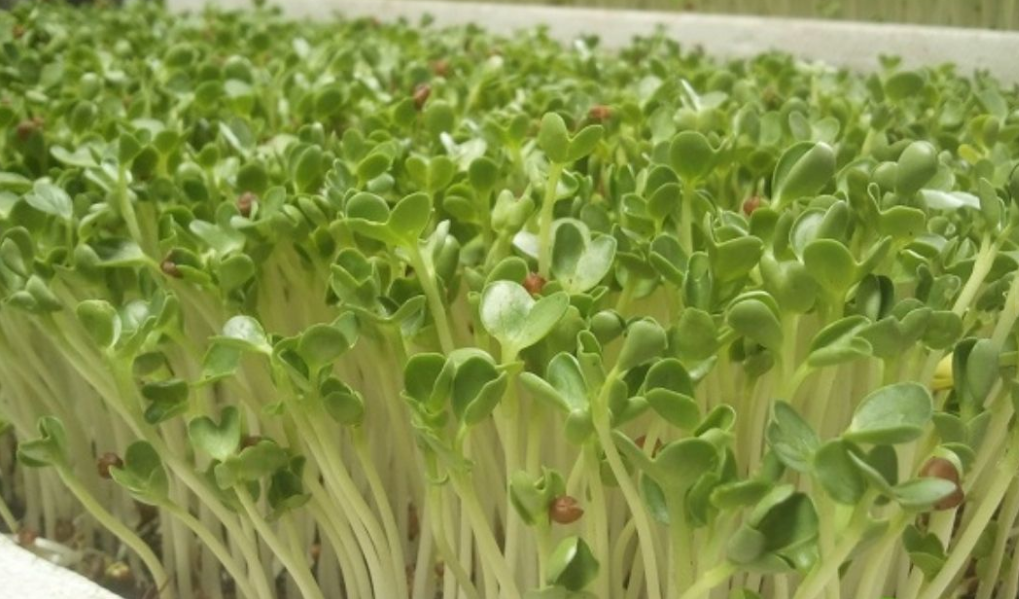 HẠT MẦM CỦ CẢI TRẮNG - GÓI 20 GRAM