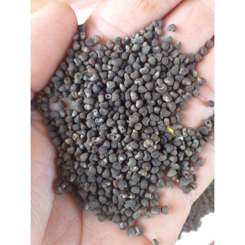 30 Hạt giống nhân sâm Bố Chính
