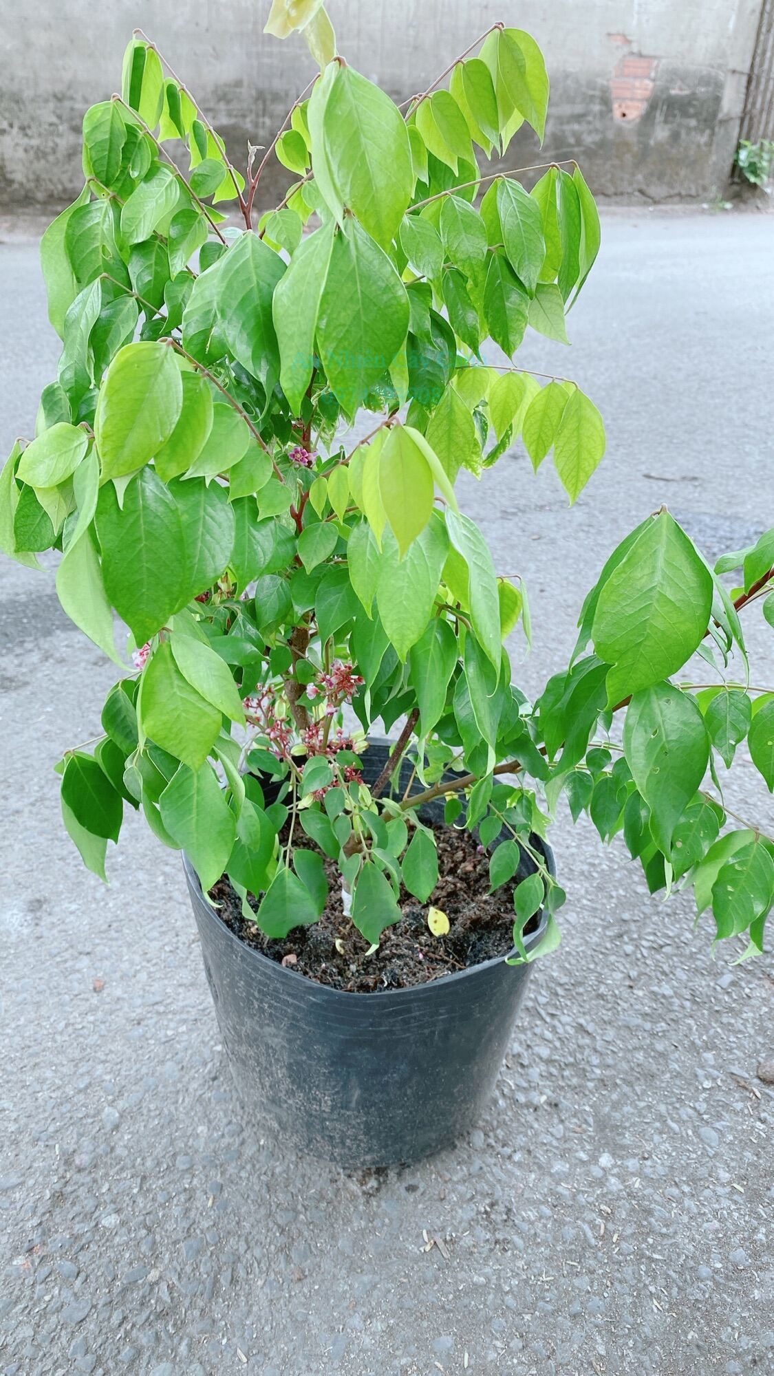 Khế ngọt cho sai trái