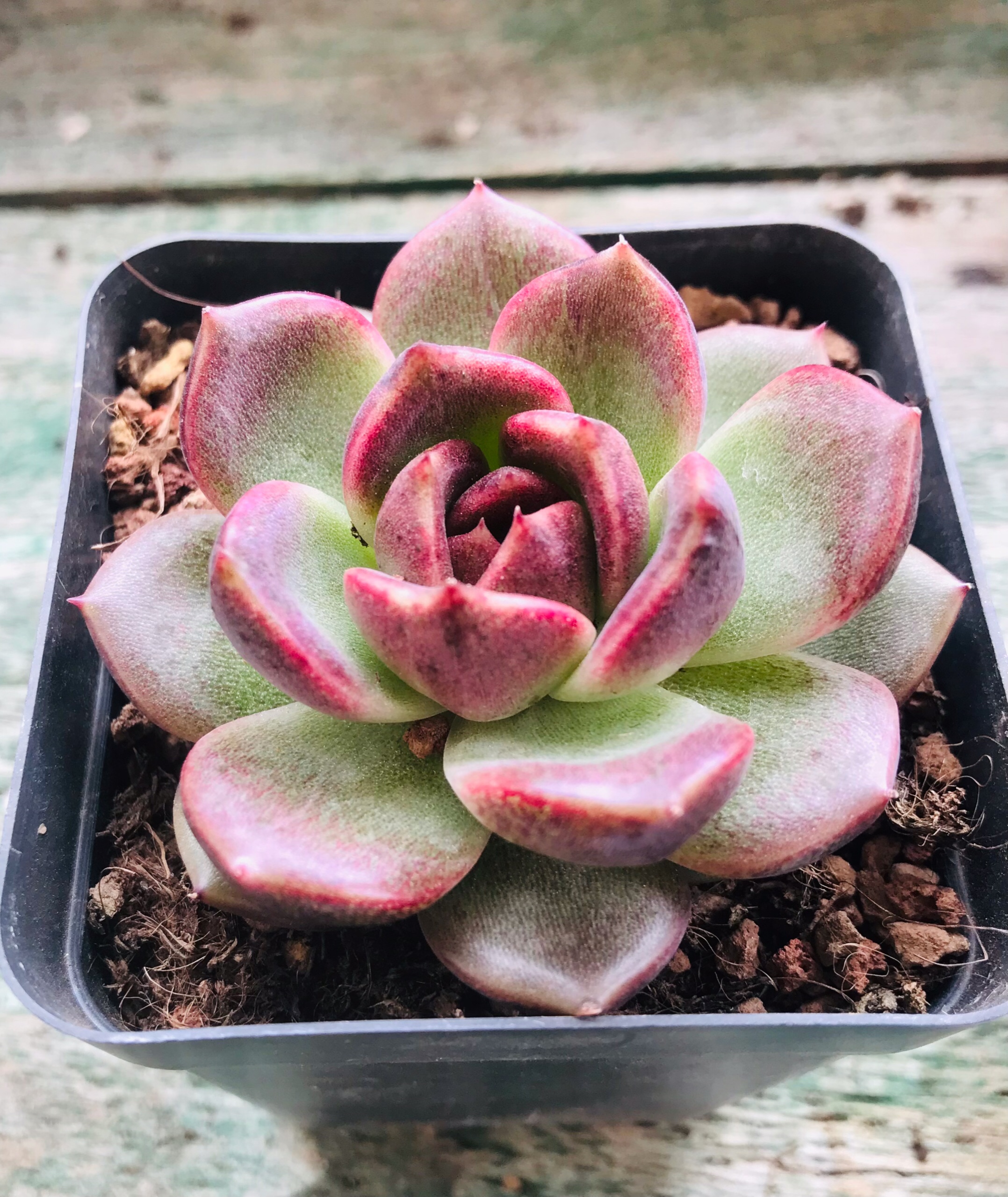 Sen đá Echeveria Black Queen size 6-6.5cm