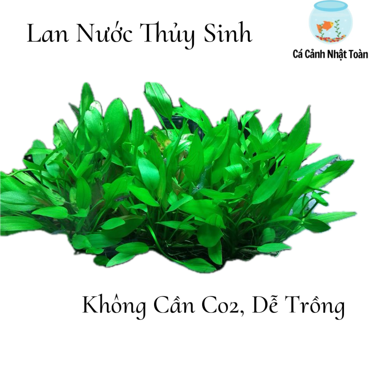 "Hoàn tiền đến 10%" BỤI LAN NƯỚC CÂY THỦY SINH HỒ CÁ