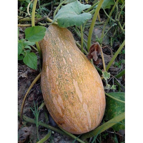 Hạt giống Bí Mật ( bí đỏ )  F1  - Gói 10 hạt