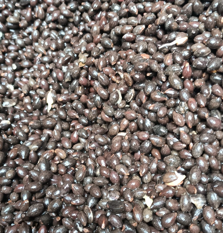 200gram hạt giống bồ đề