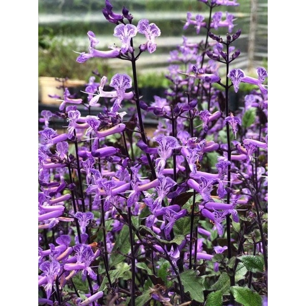 Cây Hoa Mona Lavender JUN GARDEN Hoa Tím