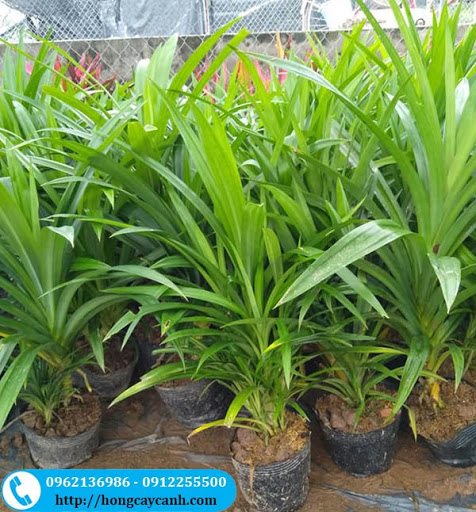 BẦY CÂY LÁ CƠM NẾP , LÁ NẾP THƠM