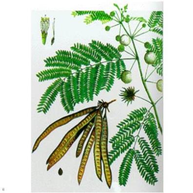 Hạt cây keo dậu cây bình linh - gói 10 gram