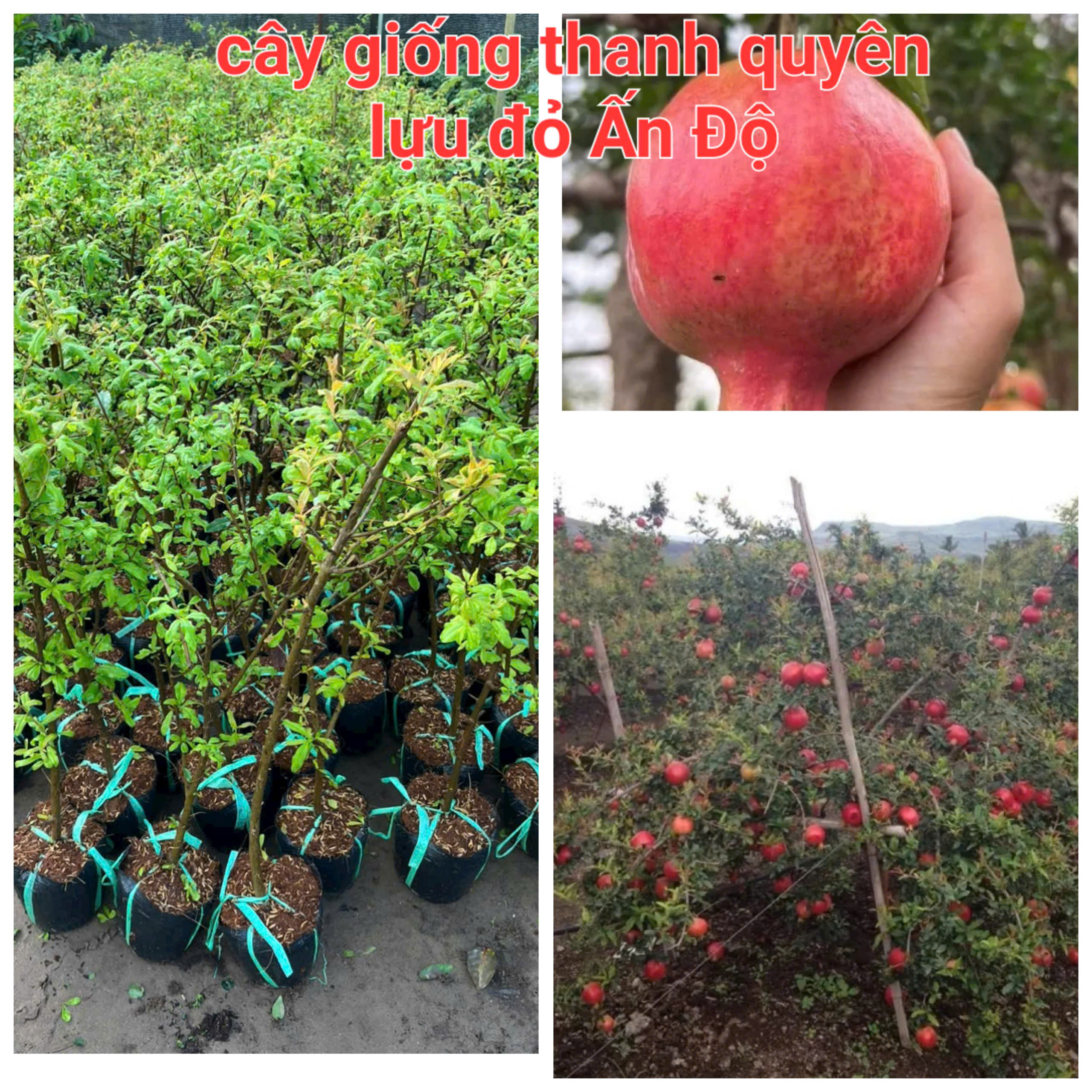 Indian Red Pomegranate Seedling Tree 50cm to 1m