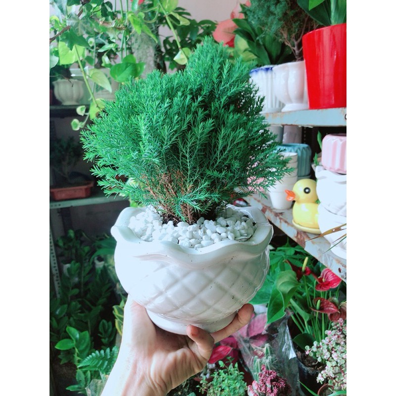 Chậu Tùng Bồng Lai