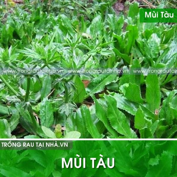Hạt Giống Rau Mùi Tàu Rau Răng Cưa