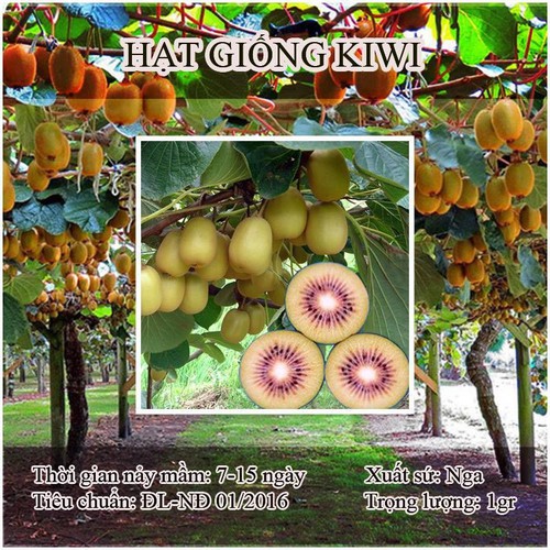 "Gói 30 Hạt " Hạt giống cây ăn trái kiwi