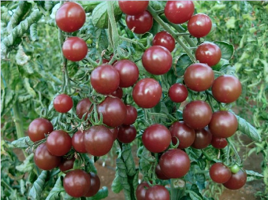 Chocolate Cherry Tomato Seeds - Pack of 30 Seeds