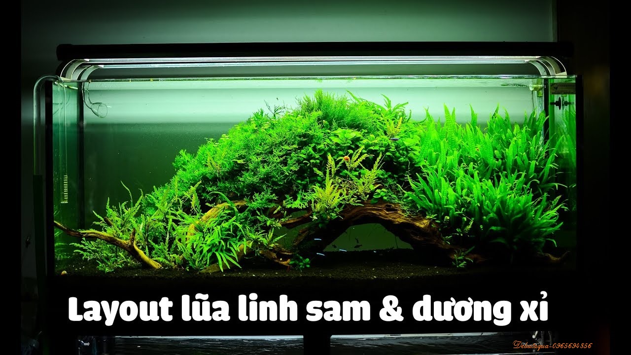 Cây thủy sinh dương xỉ Mỹ Nhân bụi tròn