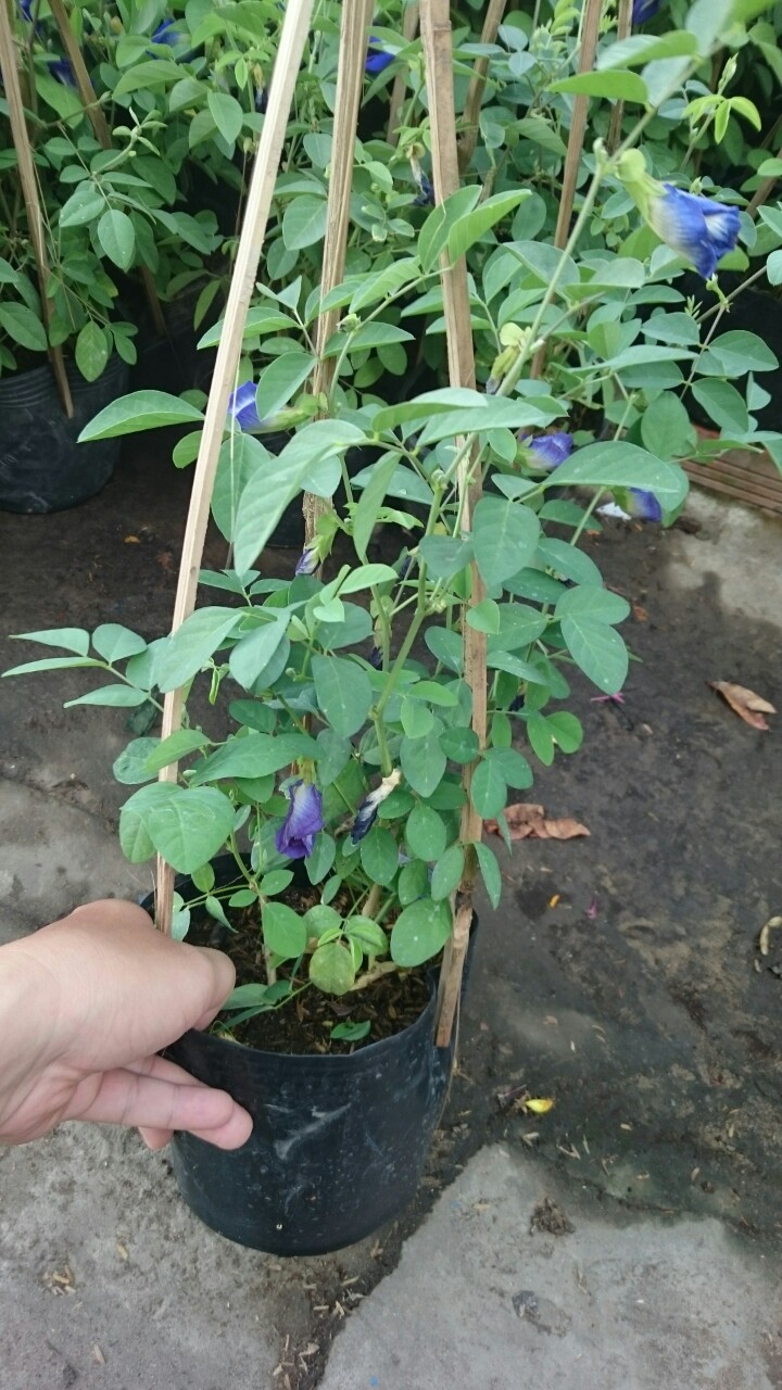 Cây Hoa Đậu Biếc - Cây cảnh sân vườn