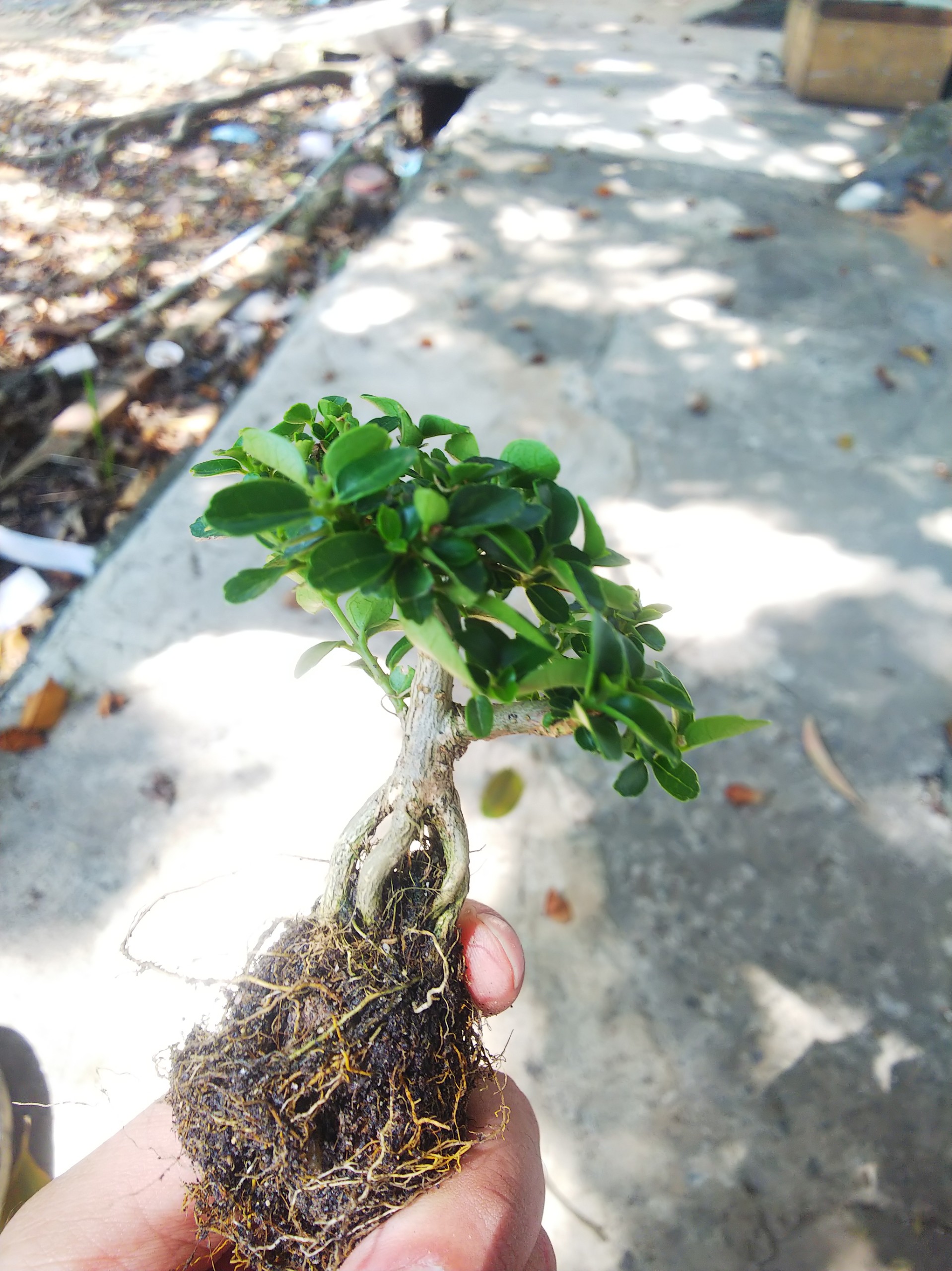 Sam hương bonsai mini size 10cm TẶNG phân tan chậm