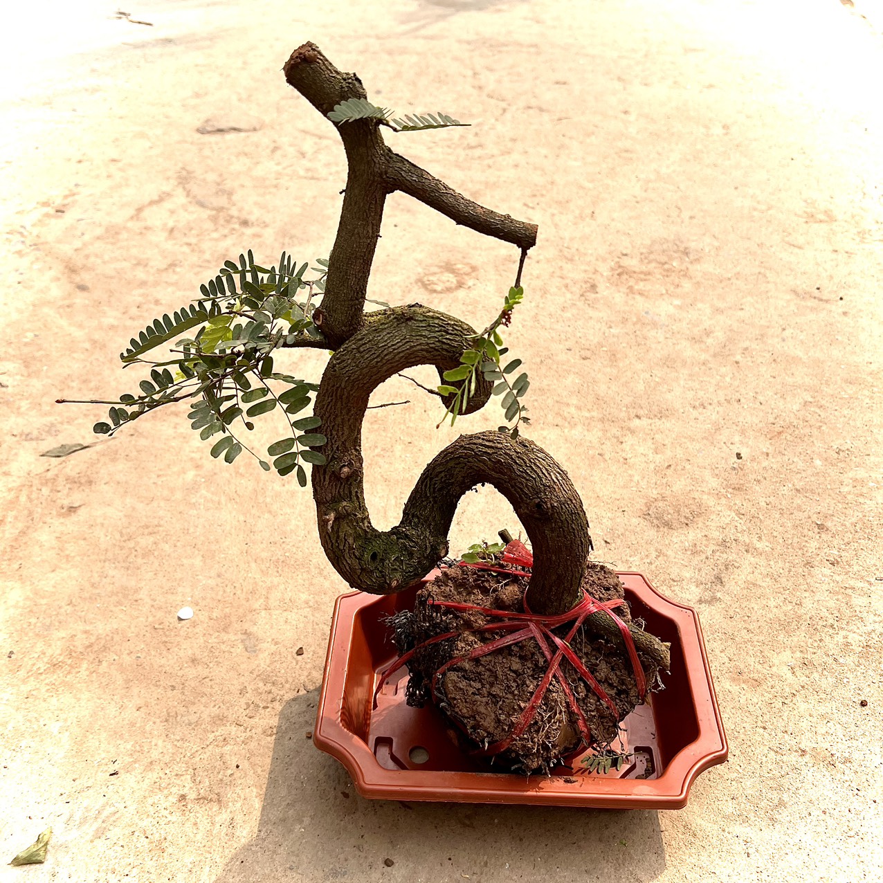 Cây me phôi bonsai (ảnh thật)