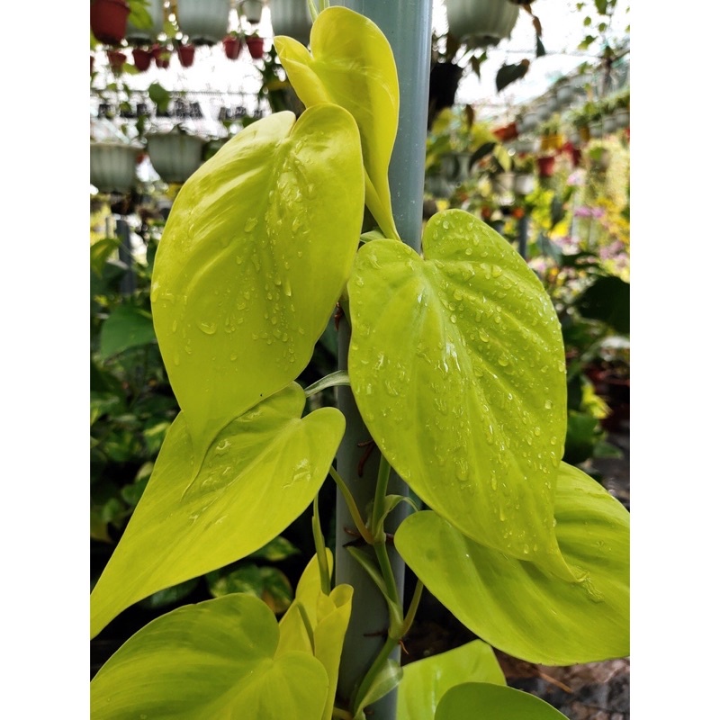 Trầu bà Philodendron Hederaceum 'Lemon Lime (trầu bà vàng lá tim)