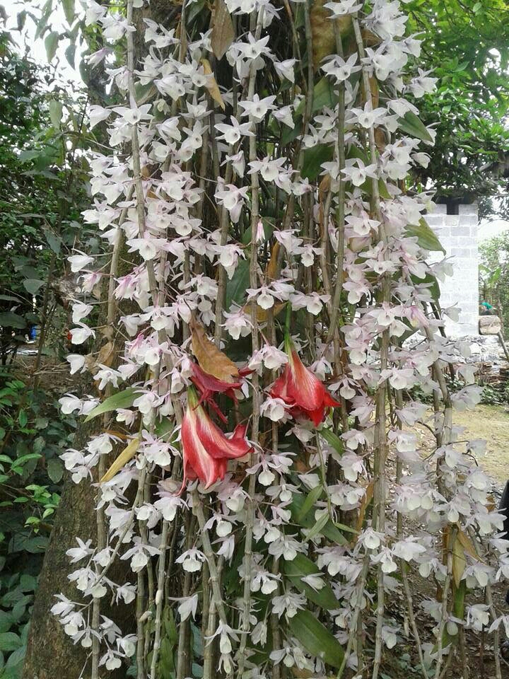 Hoa phong lan hạc vĩ giò thuần vườn