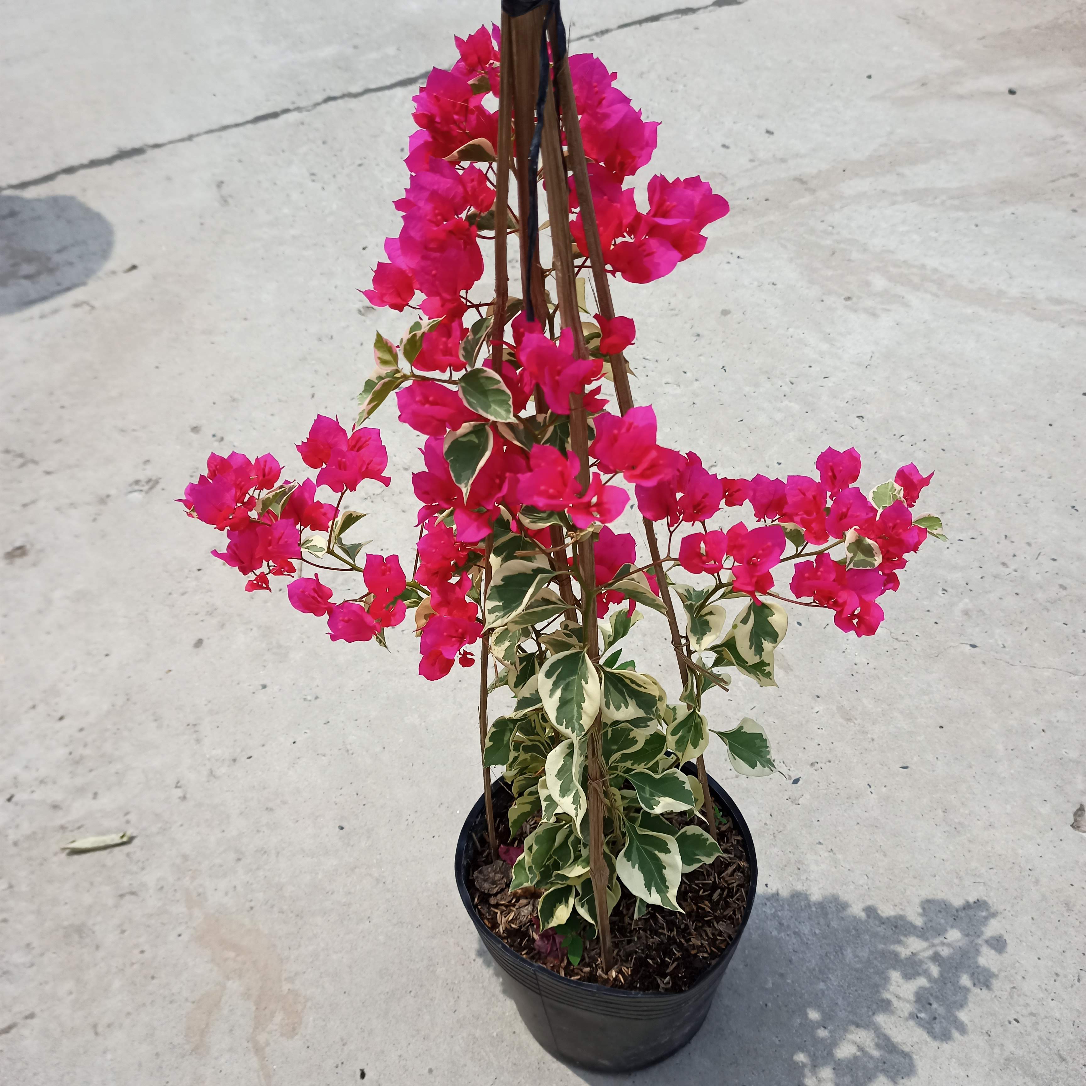 Chậu cây bông giấy cẩm thạch C9 - Summer Garden