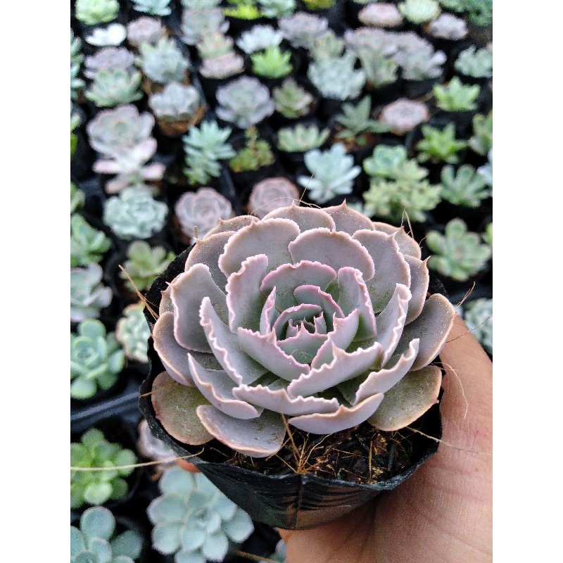 Sen đá bắp cải cute size bầu