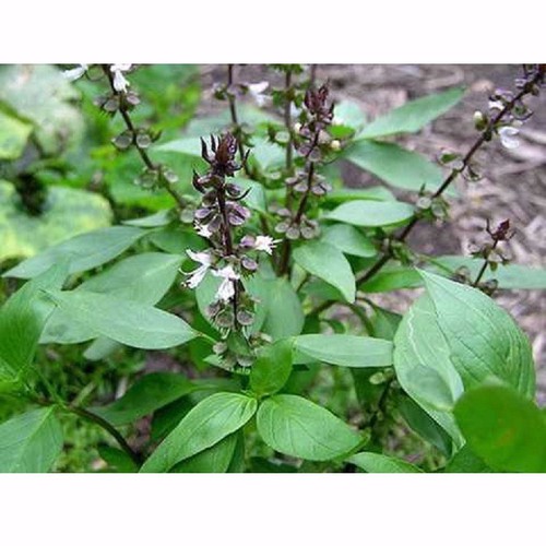 hạt giống Rau húng quế