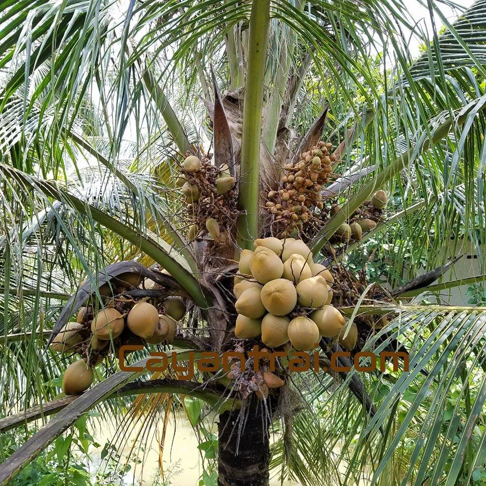 2 cây dừa vàng (dừa tam quan)
