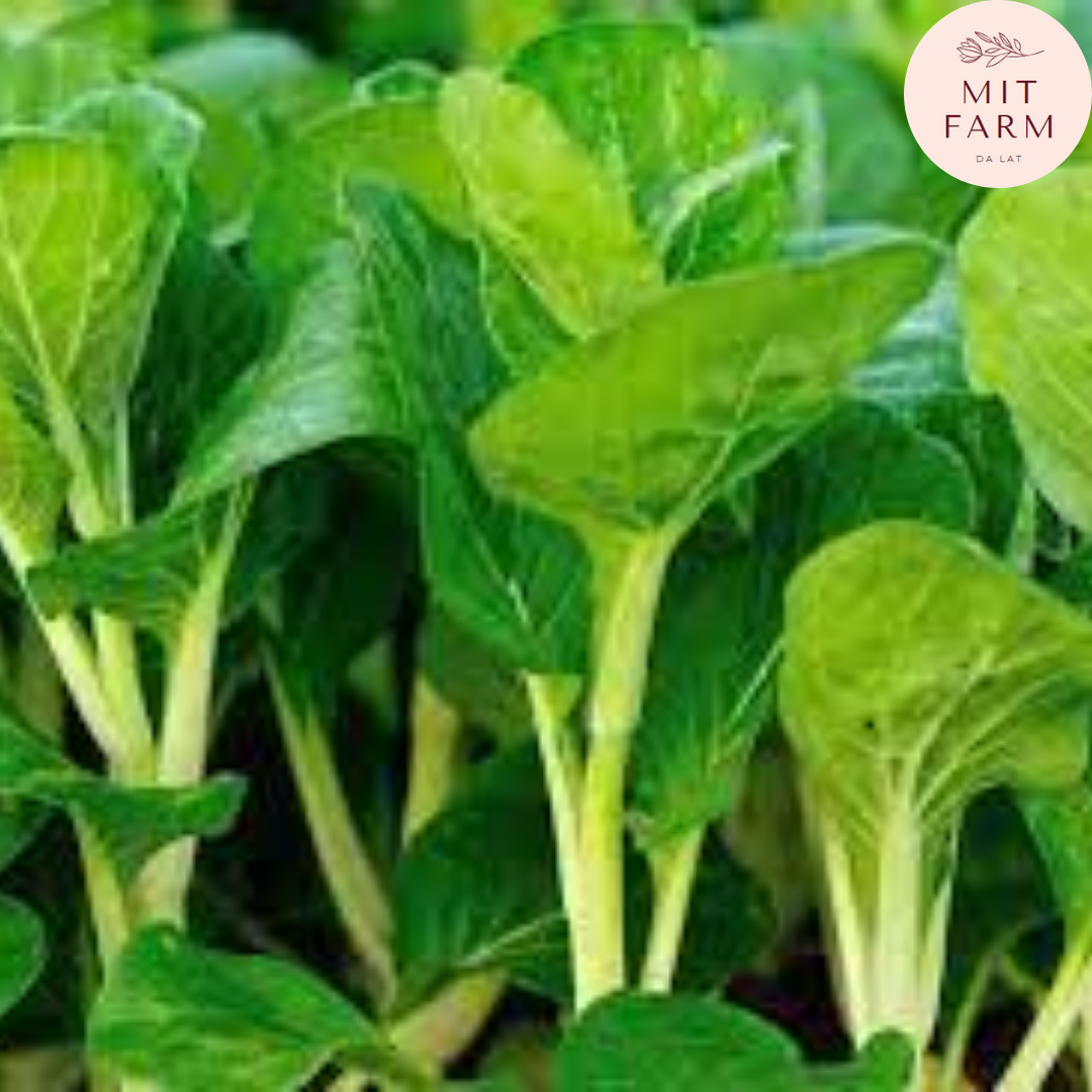 Hạt giống cải Ngồng (Cải ngọt bông)