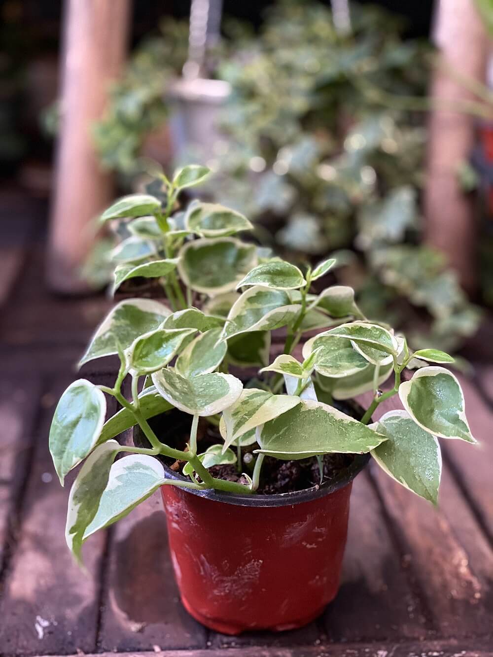 Cây Peperomia scandens Variegata (Cây Cupid) chậu nhựa