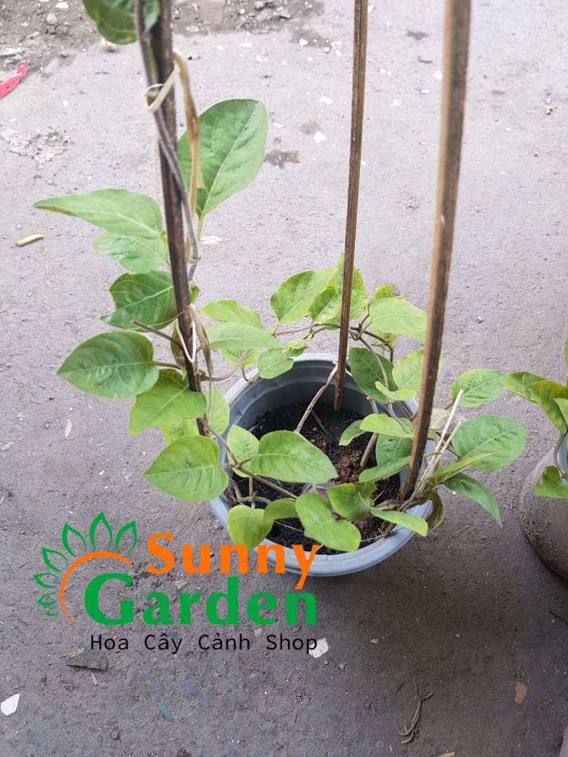 Cây Mơ Lông (Mơ Tam Thể Lá Màu Tím) - Cây Dược Liệu