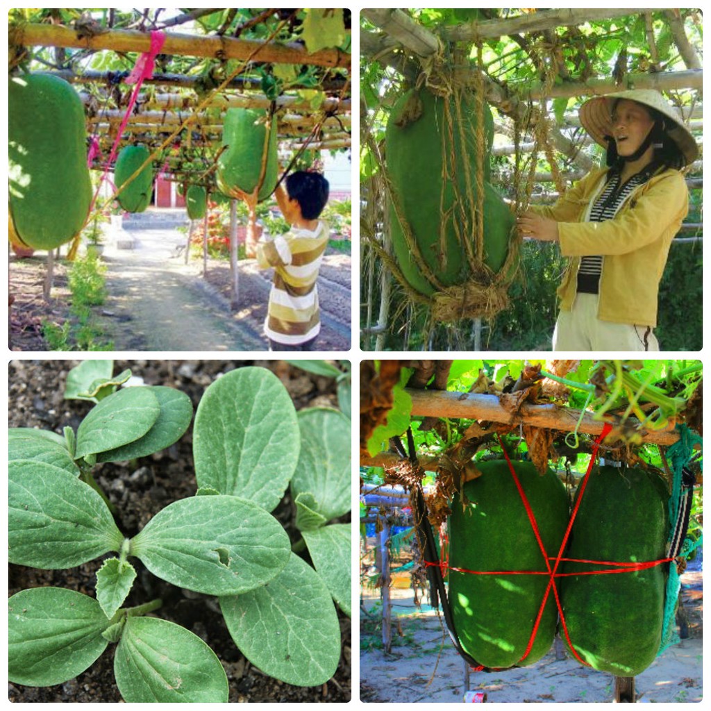 " Gói 5 "Hạt Giống Bí Đao Khổng Lồ [Seeds]