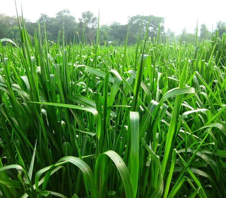 Hạt Giống Cỏ Paspalum - chịu ngập úng