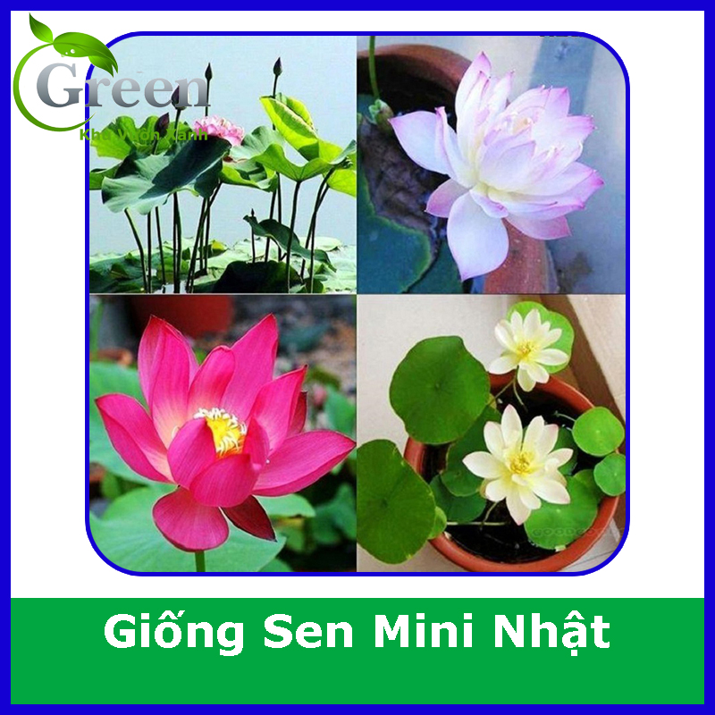Hạt Giống Sen Mini Nhật Nhiều Màu Dễ Trồng, Nảy Mầm Tốt, Ra Hoa Liên Tục (Gói 10 hạt)