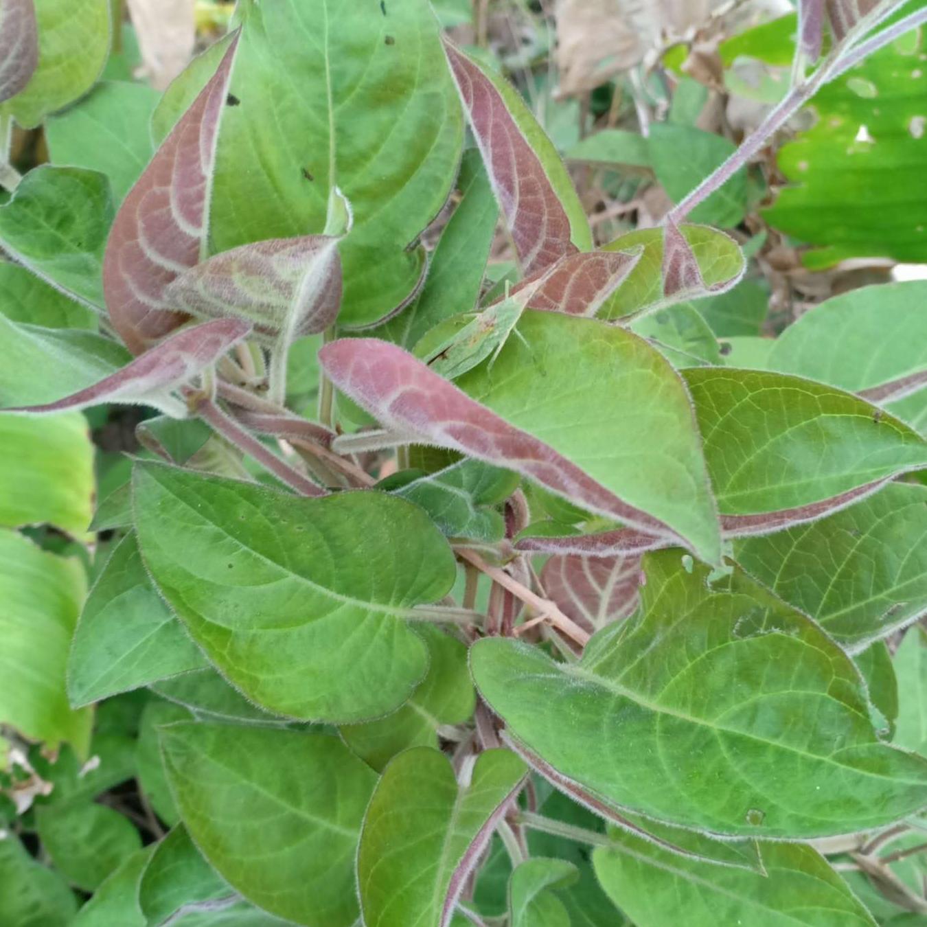 Xả Hàng - 03 Cây Giống Lá Mơ Chó (Không Lông) 683lz