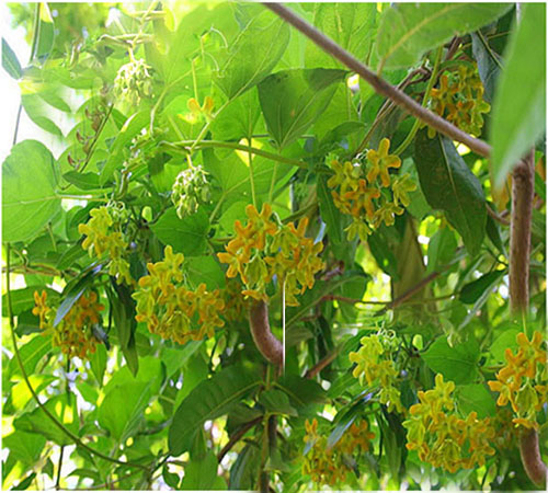 (GIÁ SỐC) Bầu cây HOA THIÊN LÝ
