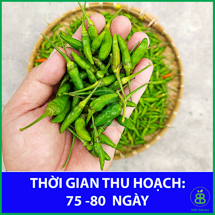 Hạt Giống Ớt Xiêm Cao Sản 0,1Gr