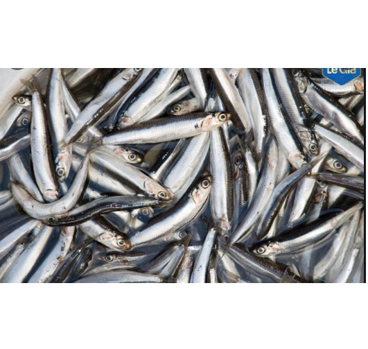 Cá cơm biển Anchovy phi lê sốt dầu ôliu hiệu Gourmet Lorea ,100g