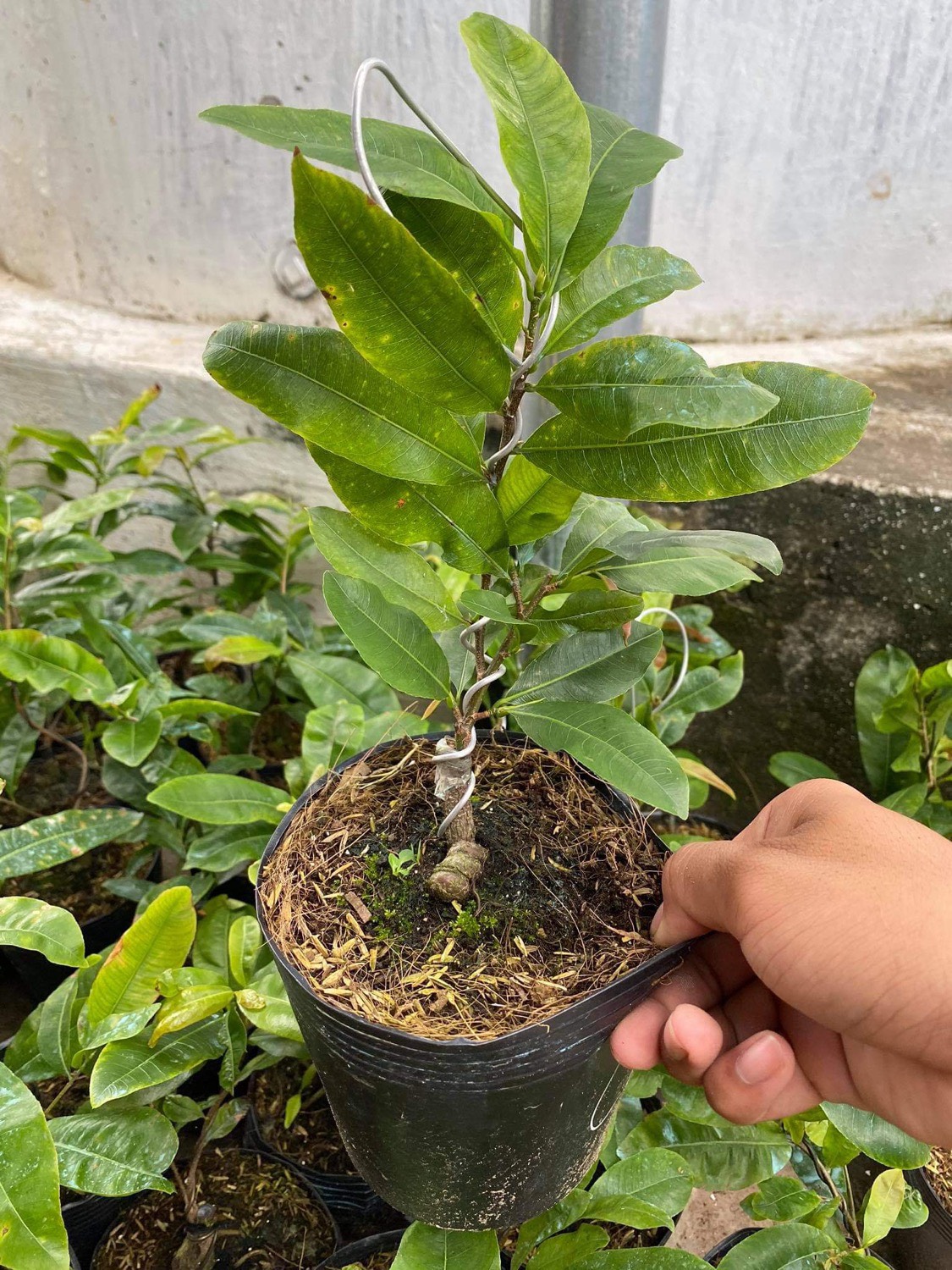 Hoa cúc mai 150 cánh_cây giống