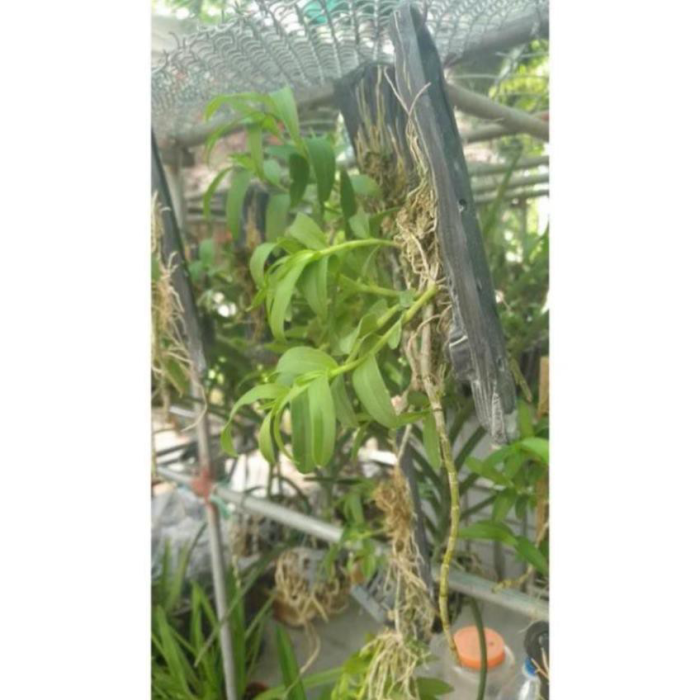 Lan Trầm Rừng Hiếm Thuần Gỗ 3 Năm